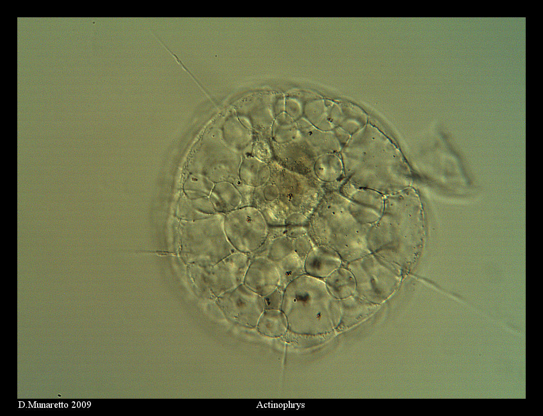 Actinophrys Sol.